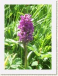 The countryside abounds with Wild Orchids.